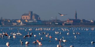 Parco del Delta del Po, al via la 10^edizione di Primavera Slow