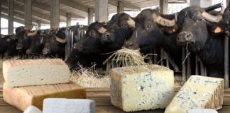Caseificio Quattro Portoni, formaggi al latte di bufala tra tradizione lombarda ed innovazione nella qualità