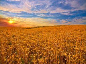campo-grano