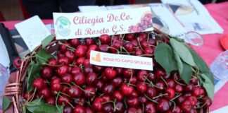 Alto Ionio Cosentino, a Roseto Capo Spulico al via la Festa delle ciliegie