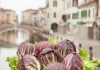 Chioggia (Ve), terra di mare in cui si produce il Radicchio di Chioggia IGP, il Principe Rosso
