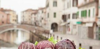 Chioggia (Ve), terra di mare in cui si produce il Radicchio di Chioggia IGP, il Principe Rosso