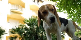 Hotel a 4 zampe, la vacanza è anche pet friendly
