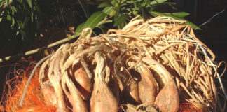 Emilia Romagna, d’estate due appuntamenti gastronomici celebrano scalogno e porcino