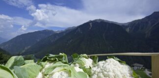 Alto Adige, è iniziata la raccolta del cavolfiore con il Marchio di Qualità territoriale
