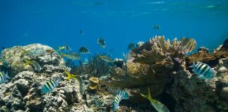 Repubblica Dominicana, offre tante suggestive opportunità per andare alla scoperta dell’isola anche in fondo al mare