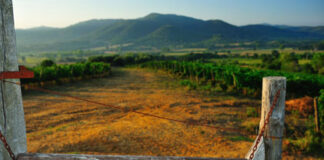 Caldana (Gr), al Montebelli Agriturismo e Country Resort, a settembre è Festa della Vendemmia