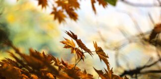 Bussolengo (Vr), al Flover a settembre va in scena il Garden Festival d’Autunno