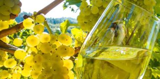 Giovo (Tn), con la Festa dell’Uva si celebra la vocazione vinicola della Valle di Cembra
