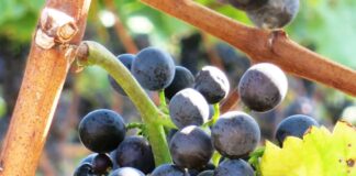 Friburgo, invita ai piaceri d’autunno tra enogastronomia, cultura birraia, mostre ed eventi