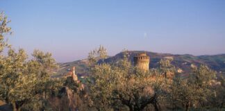 Città dell’Olio, per la Camminata tra gli olivi, al via il sito ufficiale dedicato
