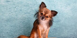 Napoli, al via QuattroZampeInFiera, l’evento dedicato a cani, gatti e padroni