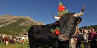 Valle d’Aosta, a Cogne per un autunno tra sapori e natura, all’insegna delle tradizioni
