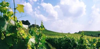 Festival Franciacorta in Cantina, per festeggiare i 50 anni della DOC e guardare al futuro