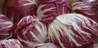 Bosco Mesola (Fe), al via la tradizionale Sagra del Radicchio, tra gusto, natura e scoperta del territorio