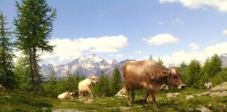 Valmalenco, a settembre per vivere la 18^edizione della Festa dell’Alpeggio
