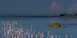 Parco del Delta del Po, la 1^edizione del Festival della Natura celebra i tesori naturalistici e culturali del territorio