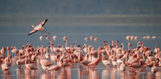 L’Arco do Tejo, l’anima naturalistico-ambientale di Lisbona