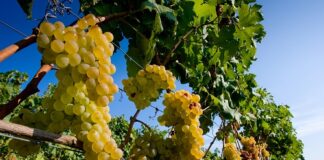 GoEuro, d’autunno propone un itinerario alla scoperta dei luoghi d’eccellenza del vino in Italia