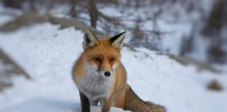 Parco Nazionale Gran Paradiso, da 95 anni a salvaguardia dell’ambiente, delle montagne e della florifauna