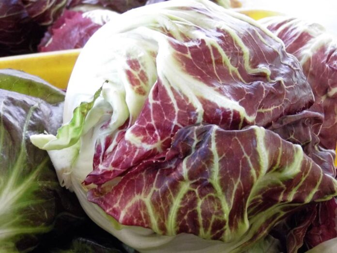 radicchio chioggia