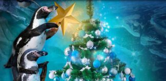 Riviera Romagnola, trascorrere Natale 2017 e Festività nei parchi Costa Edutainment