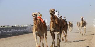 Oman, ad Adam al via la 3^edizione dell’Arab Camels Race, una spettacolare gara di cammelli