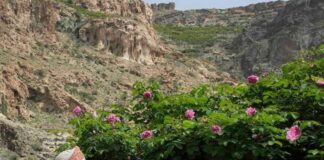 Oman, in primavera 2018 per andare alla scoperta delle montagne fiorite, tra avventura, relax e tradizione