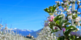 Val di Non (Tn), con il programma Aprile Dolce Fiorire, si festeggia anche la fioritura dei meli