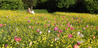 Vescovana (Pd), per Pasqua 2018 a Villa Pisani Bolognesi Scalabrin per “Giardinity primavera – I Bulbi di Evelina Pisani”