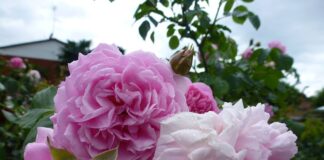 Telarolo di Castellarano (Re), Borgo Antico le Viole ospita la 2^edizione di Borgo Plantarum