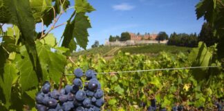 Vinitaly 2018, l’Associazione Dimore Storiche Italiane (ADSI) presente con numerose cantine storiche