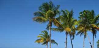 Repubblica Dominicana, al via la 100 km del Caribe, una maratona per andare alla scoperta le bellezze dell’isola