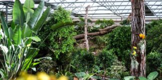 Gargazzone (Bz), all’Orchideenwelt per vivere un’esperienza tropicale in Alto Adige