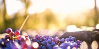 Guagnano (Le), Premio Terre del Negroamaro per valorizzare vino e cantine del territorio