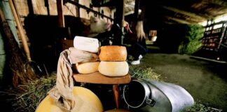 Sutrio (Ud), con Formandi presenta i formaggi di malga della montagna friulana