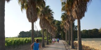 Leverano (Le), si corre la Mezza Maratona – Trofeo Conti Zecca per apprezzare i vini anche correndo
