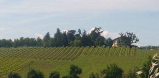 Zola Pedrosa (Bo), l’azienda Manaresi tra agricoltura e vini, un’eccellenza fatta di natura