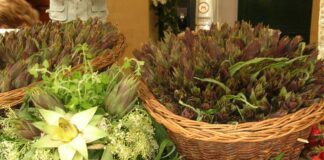 Brisighella (Ra), con la Sagra celebra il Carciofo Moretto autoctono