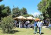 Grado, d’estate 2019 appuntamenti gourmet Fish nic sull’isola Valle del Moro