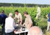 Consorzio Tutela vini Doc Merlara, con Green Vision per l’adozione di tecniche agricole sostenibili