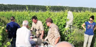 Consorzio Tutela vini Doc Merlara, con Green Vision per l’adozione di tecniche agricole sostenibili
