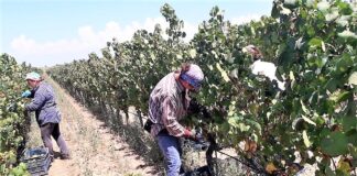 Marina di Lizzano (Ta), a Tenute Eméra la festa “Lu Capucanali” da vivere tra vigna e cantina