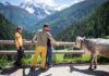 Val di Sole (Tn), il Cheese FestiVal di Sole 2019 celebra i formaggi di malga