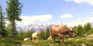Valmalenco, a Chiareggio d’autunno 2019 è in programma la Festa dell’alpeggio