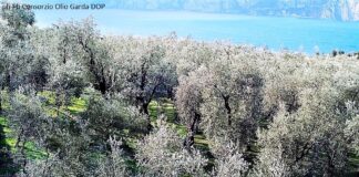 Cavaion Veronese, Wardagarda 2019 celebra l’olio Garda DOP e le eccellenze venete