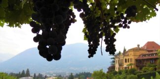 Merano (Bz), al Castello Rametz dove storia e tradizione vitivinicola hanno radici secolari