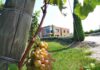 Cantina Montonale (Bs), d’autunno 2019 è tempo di vendemmia