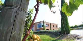 Cantina Montonale (Bs), d’autunno 2019 è tempo di vendemmia