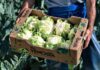 Cavolfiore della Val Venosta, l’eccellenza della qualità tra gusto e genuinità